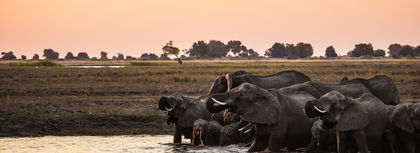 South Africa safari